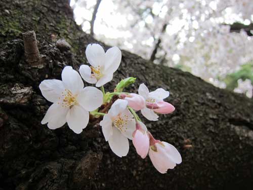 Sakura season is perhaps my favorite time in Tokyo